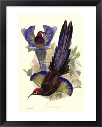 Framed Bird of Paradise III Print