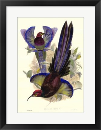 Framed Bird of Paradise III Print