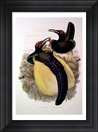 Framed Bird of Paradise IV Print