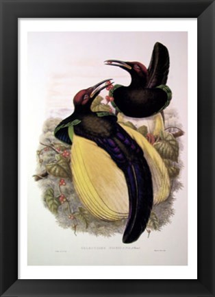 Framed Bird of Paradise IV Print