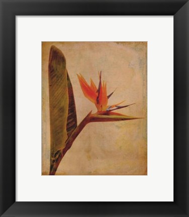 Framed Kauai Print