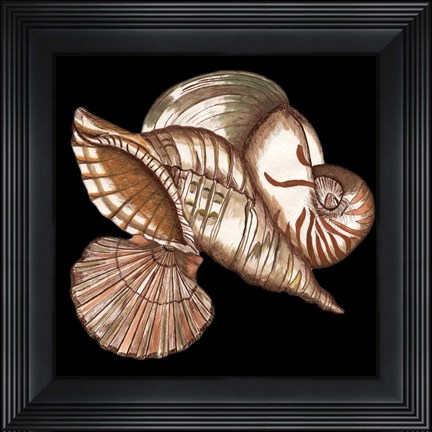 Framed Designer Shells I Print