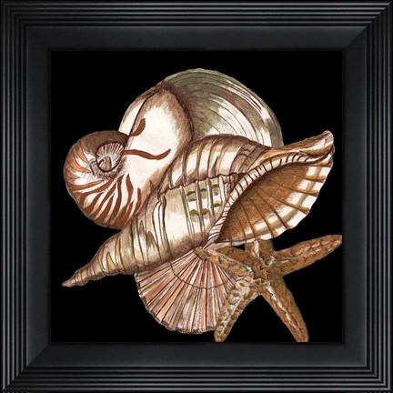 Framed Designer Shells II Print