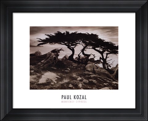 Framed Monterey Cypress Print