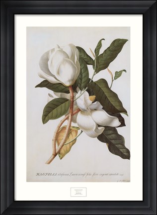 Framed Magnolia Altissima Print