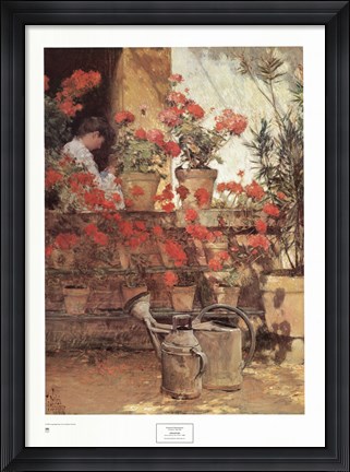 Framed Geraniums Print