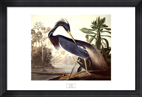Framed Louisiana Heron Print