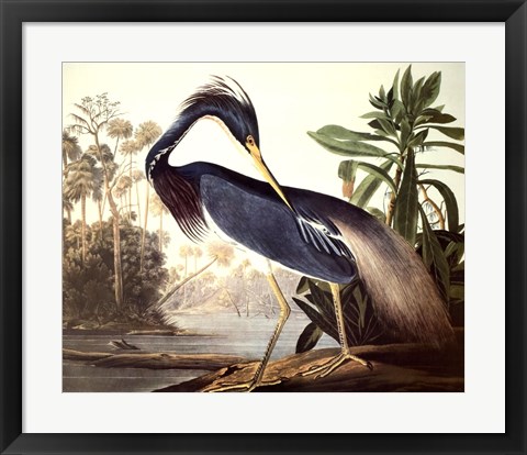 Framed Louisiana Heron Print