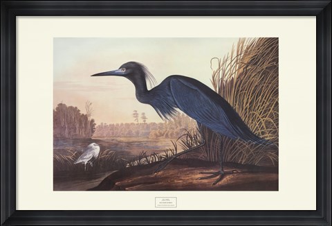 Framed Little Blue Heron Print
