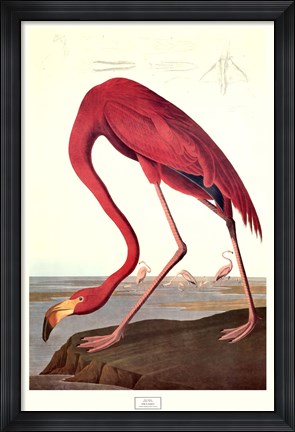 Framed Pink Flamingo Print