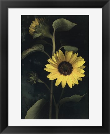 Framed Two Sunflower Stems Print