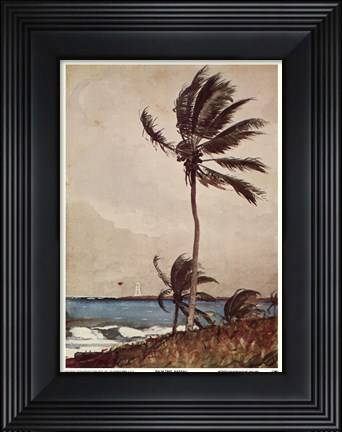 Framed Palm Tree, Nassau Print