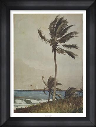 Framed Palm Tree, Nassau Print