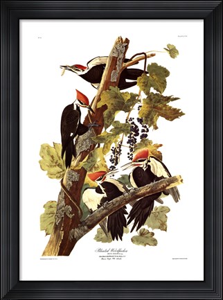 Framed Pileated Woodpecker Print