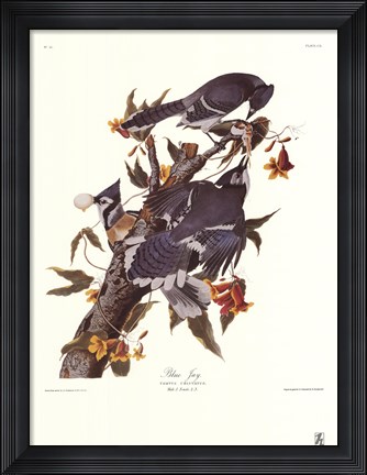 Framed Blue Jay Print