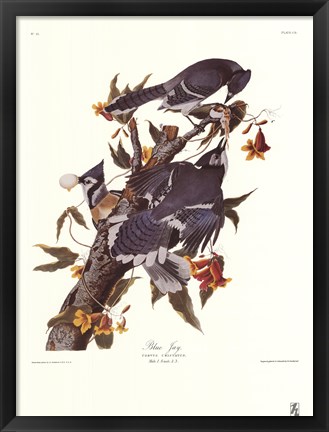 Framed Blue Jay Print
