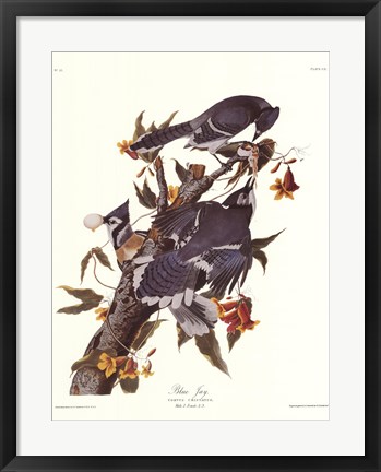Framed Blue Jay Print