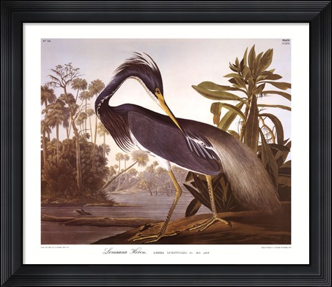 Framed Louisiana Heron Print