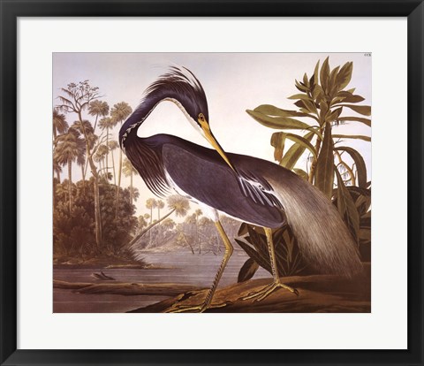 Framed Louisiana Heron Print