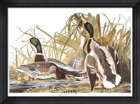Framed Mallard Duck Print
