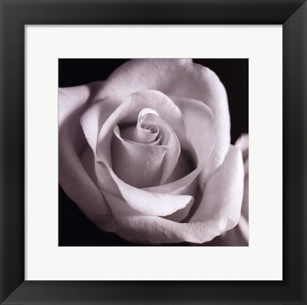 Framed Open Rose Print