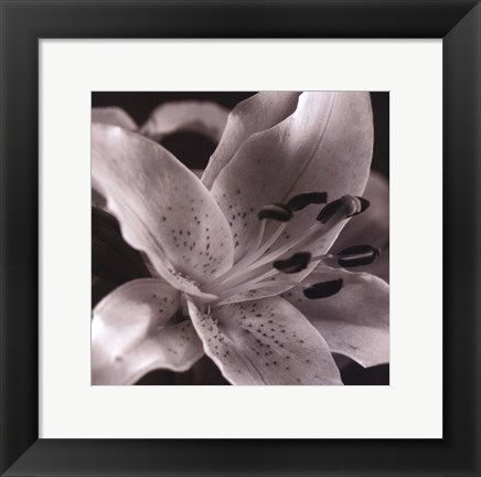 Framed Speckled Lily Print