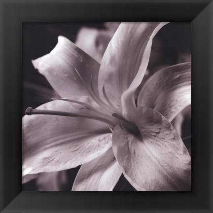 Framed Pure Lily Print