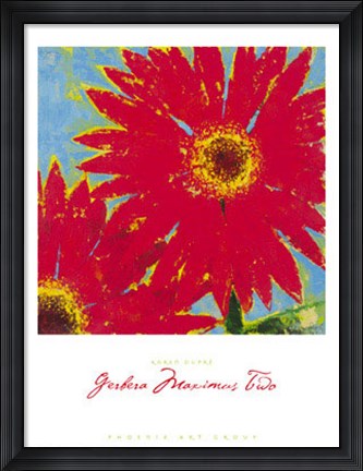Framed Gerbera Maximus Two Print