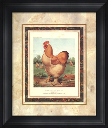 Framed Buff. Cochin Cock Print