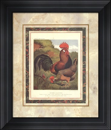 Framed Brown Leg Horn Print
