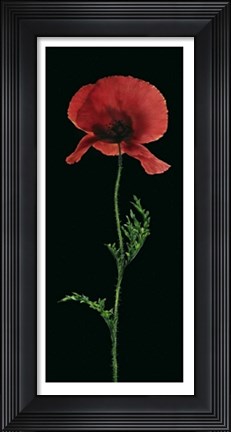 Framed Poppy Print
