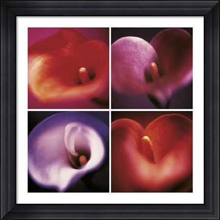 Framed Four Calla Lillies Print