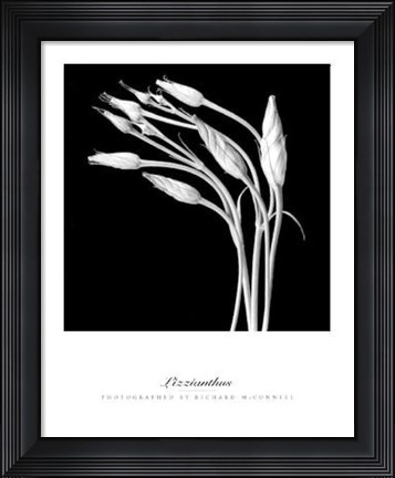 Framed Lizzianthus Print