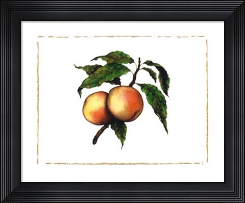 Framed Moorpark Apricot Print
