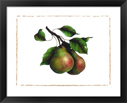 Framed Comice Pear Print