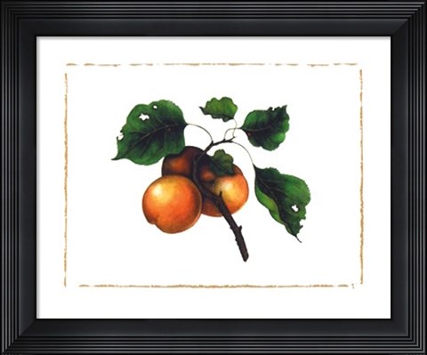 Framed Goldmine Nectarine Print