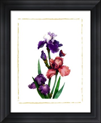 Framed Irises of Spring II Print