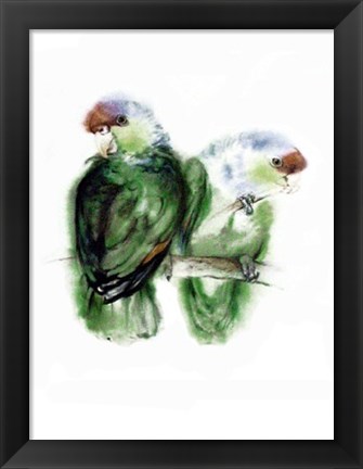 Framed Blaukappen-Amazonen (Amazona Aestiva) Print
