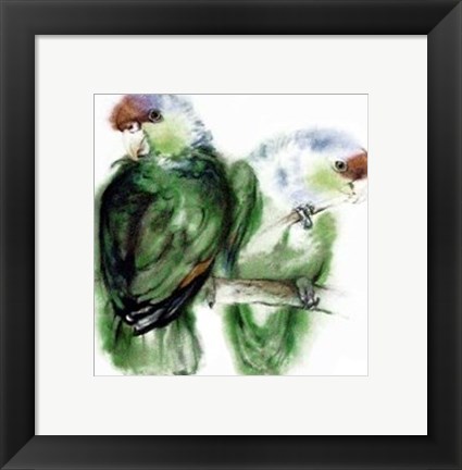 Framed Blaukappen-Amazonen (Amazona Aestiva) Print