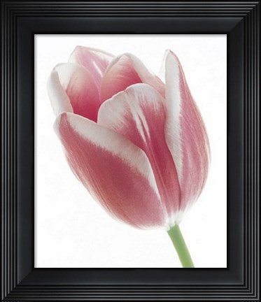 Framed Tulip in Bloom Print