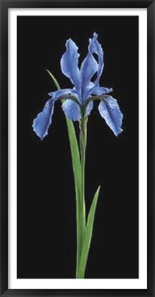 Framed Iris Print