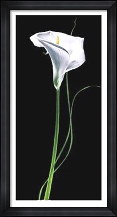 Framed Calla Lily Print