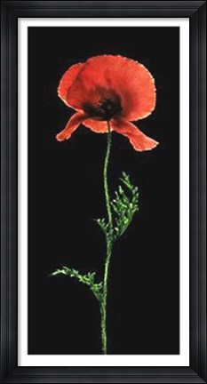 Framed Poppy Print