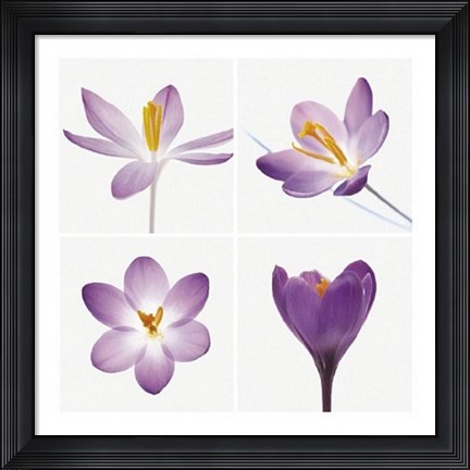 Framed Four Crocuses Print