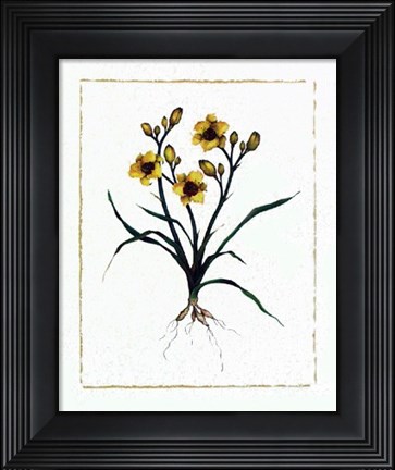 Framed Little Paul Daylily Print