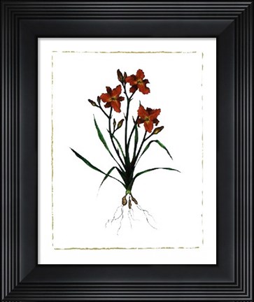 Framed Ruby Throat Daylily Print