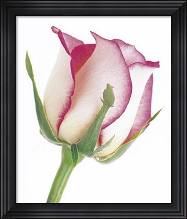 Framed Rose in Bloom Print