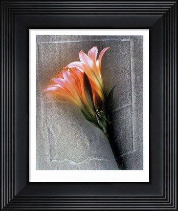 Framed Amarylis Print