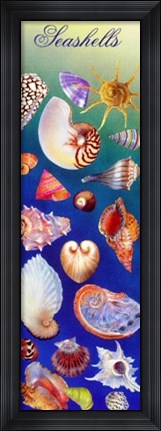 Framed Seashells Print