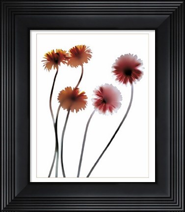 Framed Gerbera Print